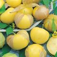 tomatillo 